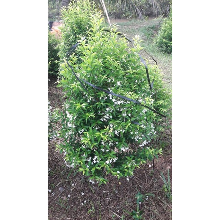 Mai chiếu thủy siêu hoa cao 60cm