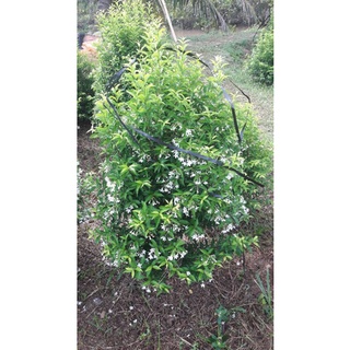Mai chiếu thủy siêu hoa cao 60cm