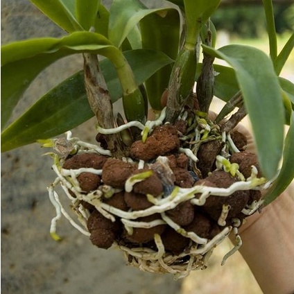 Viên Đất Nung SFARM - Sỏi Nhẹ Túi 5 dm3