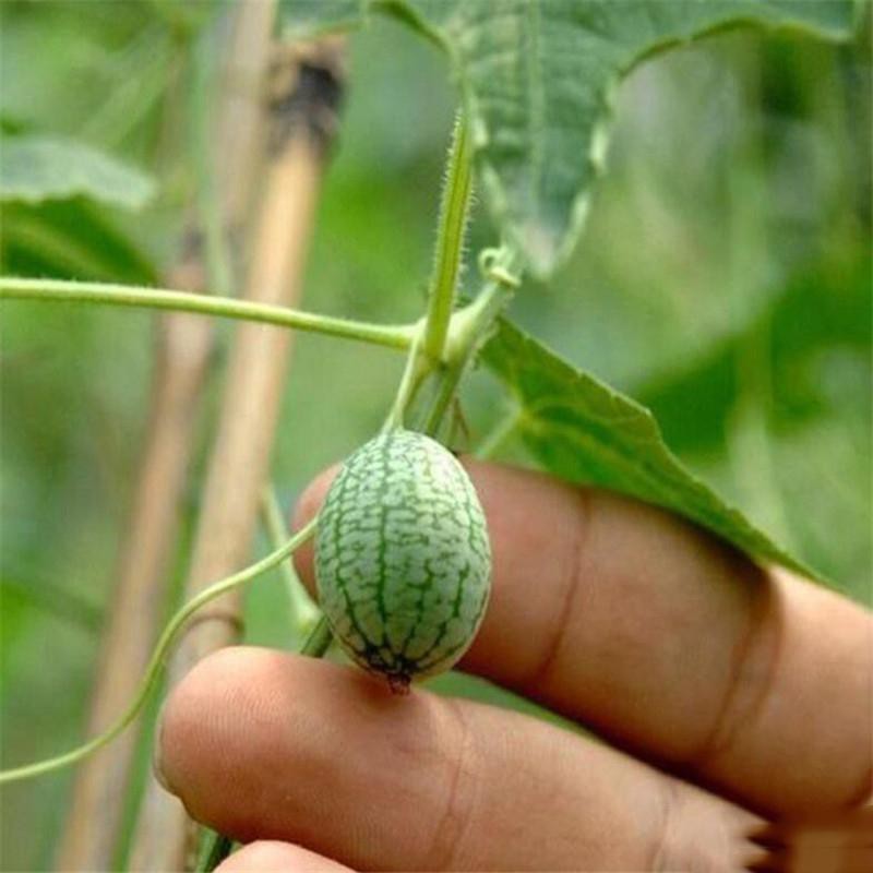 Hạt giống dưa hấu mini-Tặng gói hạt giống ngẫu nhiên