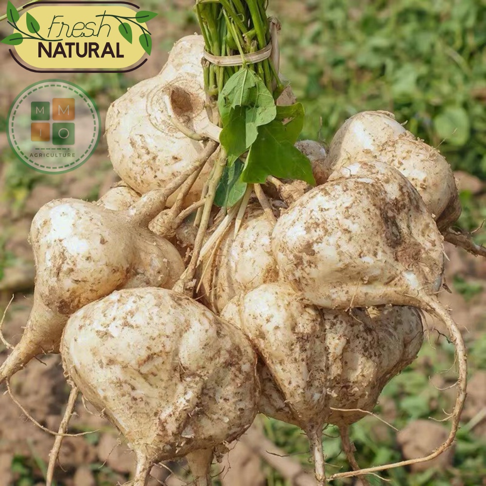 Hạt giống củ đậu Đài Loan, giòn ngọt năng suất cao