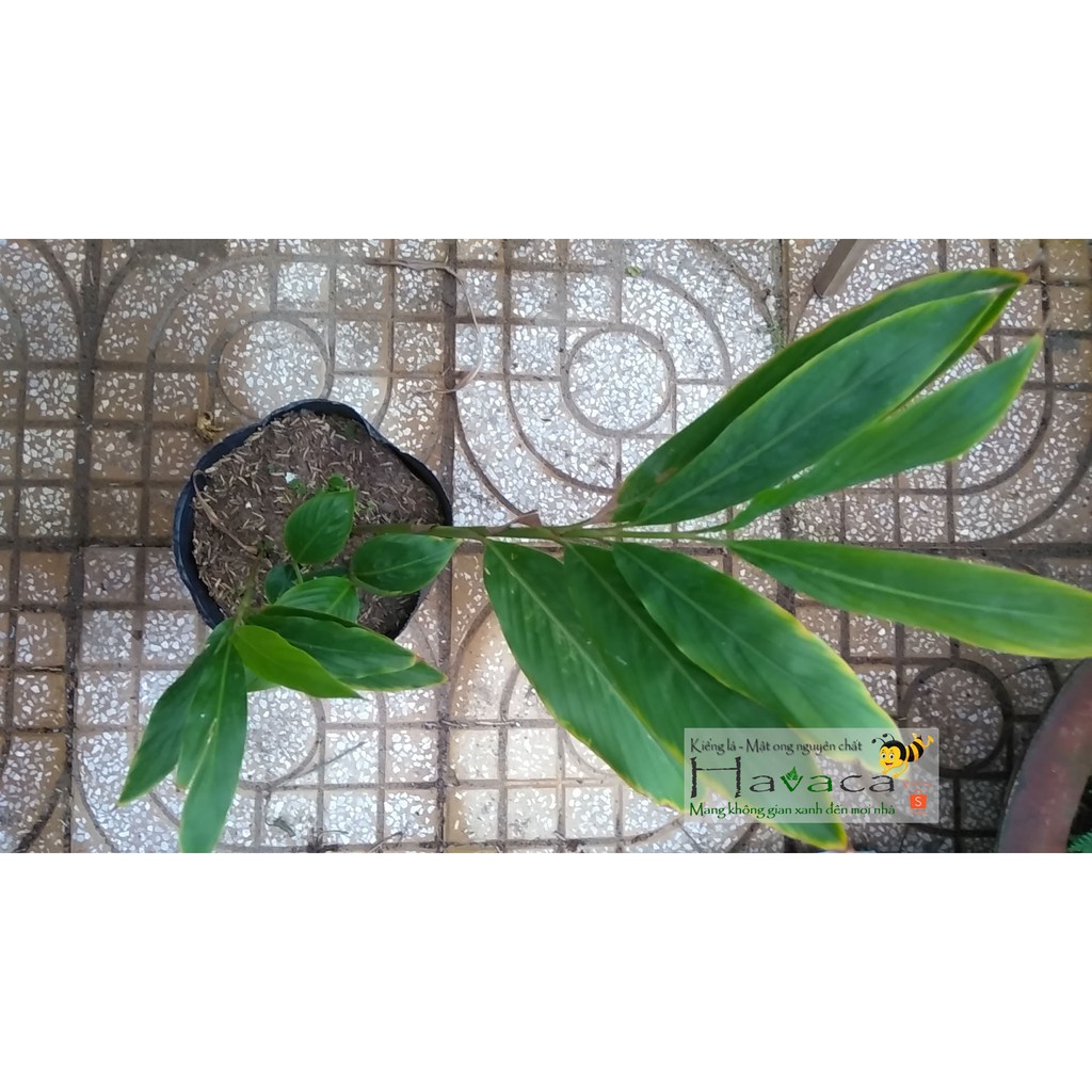 Cây hoa hạnh phúc