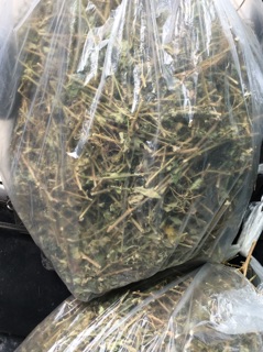 Cà gai leo 1kg