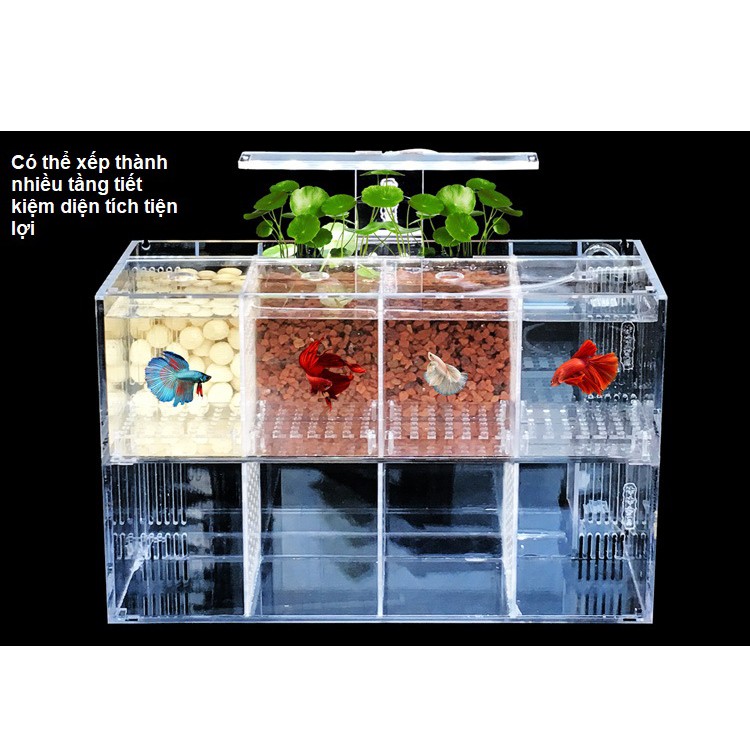 [hot sale]Hộp acrylic nuôi cá chọi betta 4 ngăn trong suốt