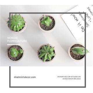 Cây xương rồng mini để bàn