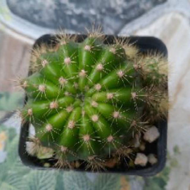 Xương rồng bí xanh