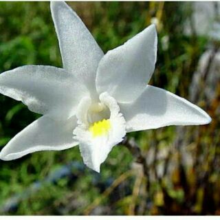 Lan phi điệp (giả hạc trắng) Bạch Câu