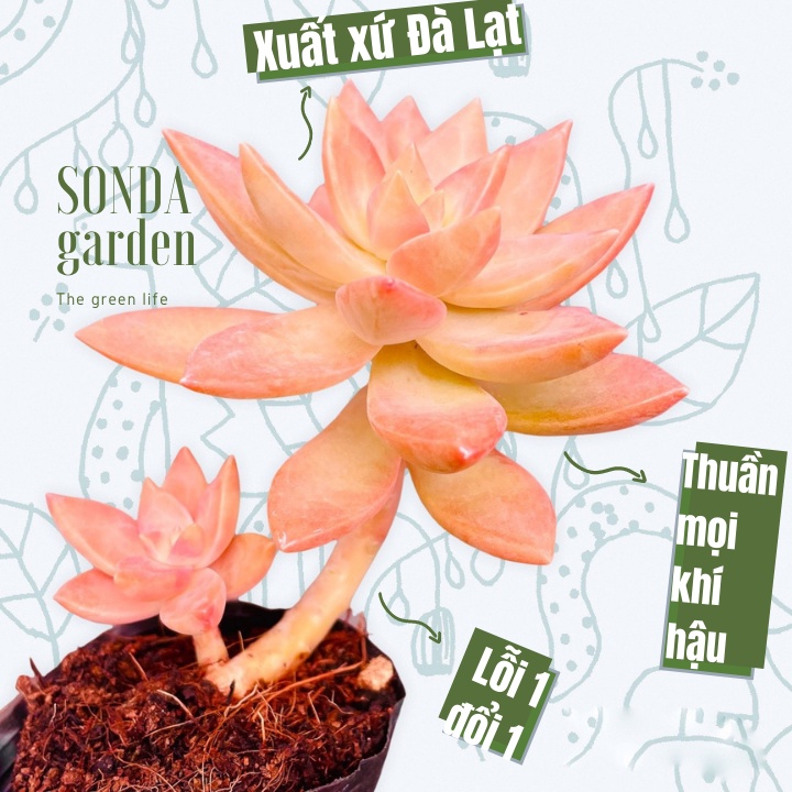 Sen đá đá đỏ cổ thụ SONDA GARDEN size bé 5-8cm, xuất xứ Đà Lạt, khoẻ đẹp, lỗi 1 đổi 1