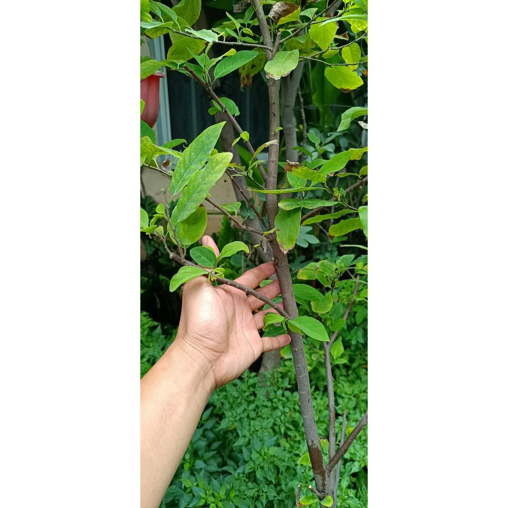 cây mãng cầu ta, quả na ,giống mãng cầu dai sắp có trái cây cao khoảng 1.5m (Annona squamosa)