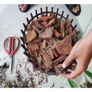[CHUẨN TÂY BẮC] Vỏ thông miếng 3-4cm đã qua xử lý chuyên trồng lan, cây cảnh - NeyuhGarden