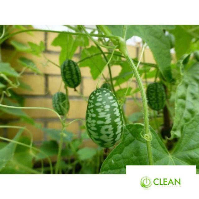 Hạt Giống Dưa Hấu Mini - 10 Hạt