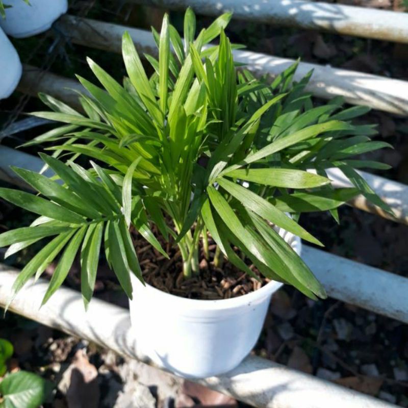 Cây cao tiểu trăm