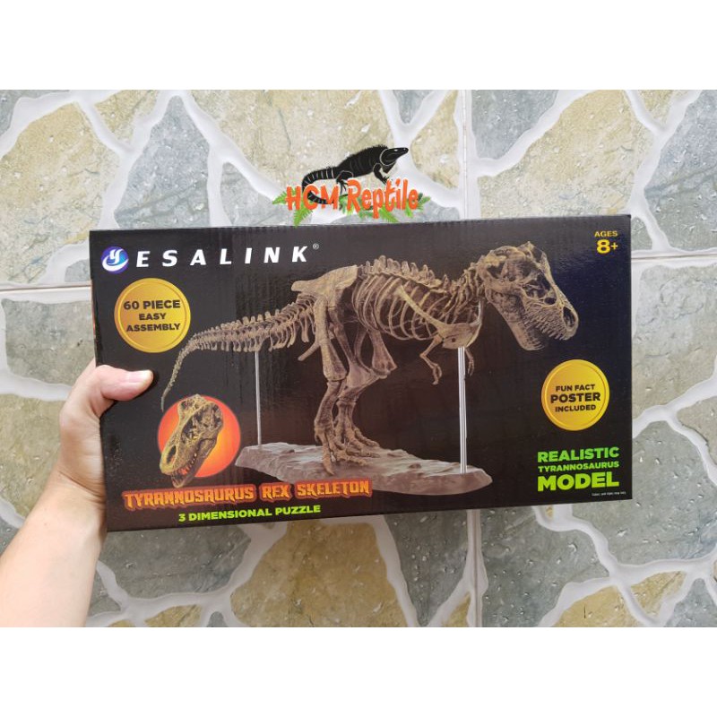 Mô hình xương khủng long T-Rex