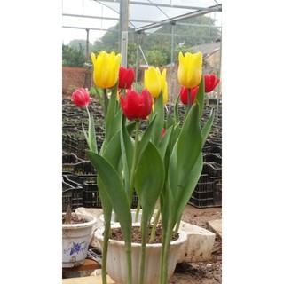 Combo 20 củ hoa tulip nhập khẩu Hà Lan