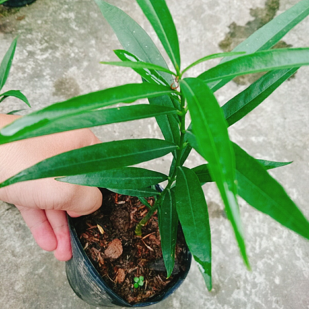 Cây đào tiên Nhật Bản - cây ăn quả - 1 năm ra quả