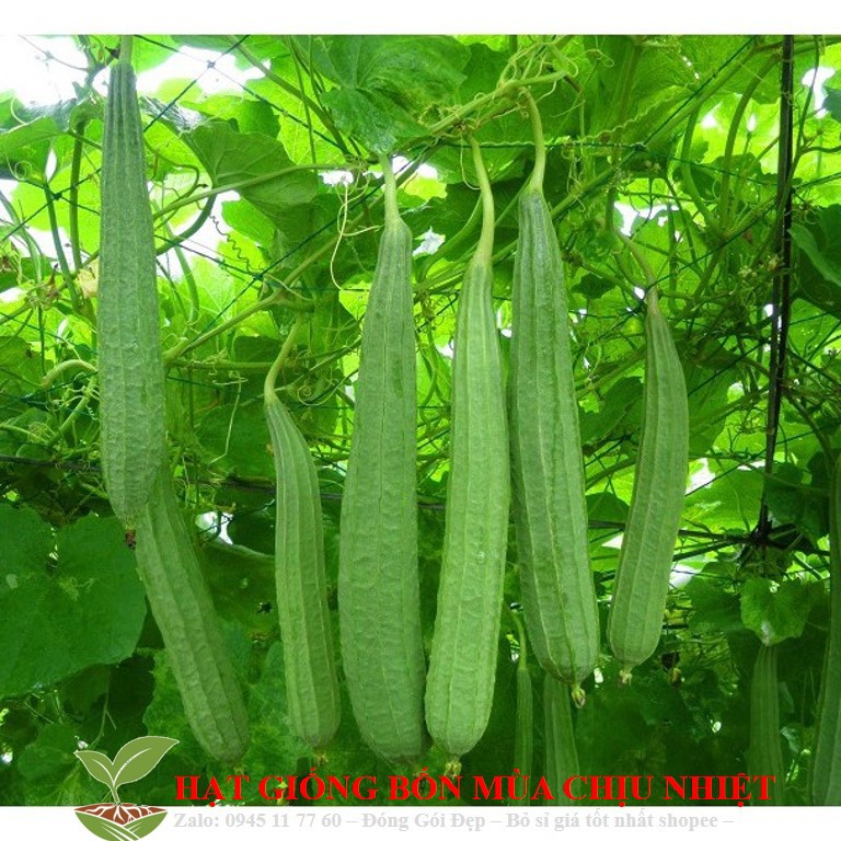 Gói 10 Hạt Giống Mướp Hương (Luffa cylindrica)