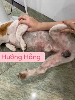 trị ghẻ nấm viêm da