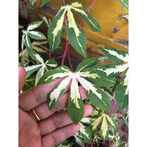 2 KG LÁ cây  KHOAI MÌ  tươi.