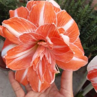 Củ Huệ Kép