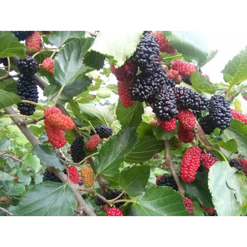 Cây dâu tằm siêu trái