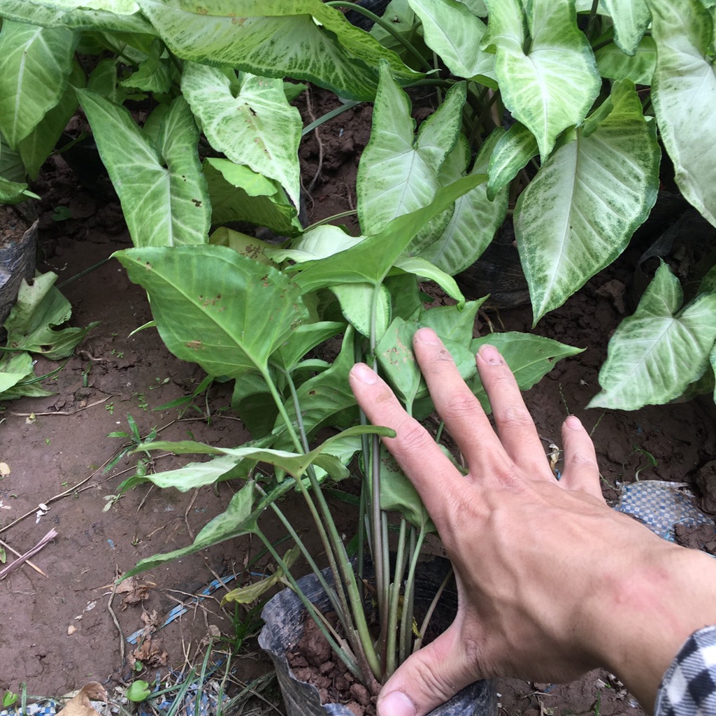 Cây Muống Nhật Bụi Cực Xum,To,Dễ Chăm Sóc Và Sinh Trưởng Nhanh