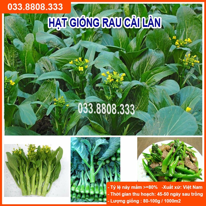 Hạt Giống Rau Cải Làn -Trồng Rau Tại Nhà