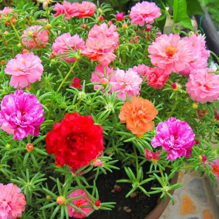 Hat Giống Hoa 10h, Hoa Mười Giờ Mỹ Portulaca - gói 0.3gr/200hạt