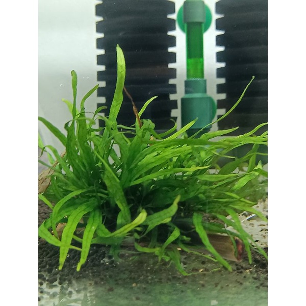 Dương xỉ lá kim, lá kim mini hàng dưỡng đẹp