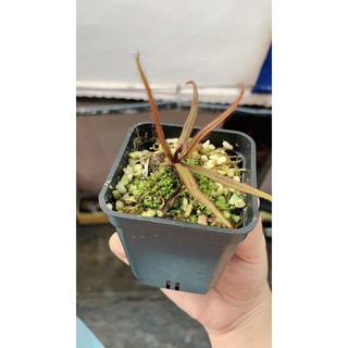 Cây bắt mồi gọng vó Adelae