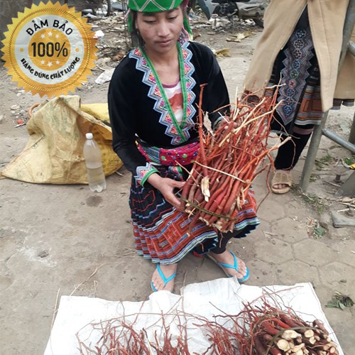 Sâm cau đỏ - Rừng Tây bắc