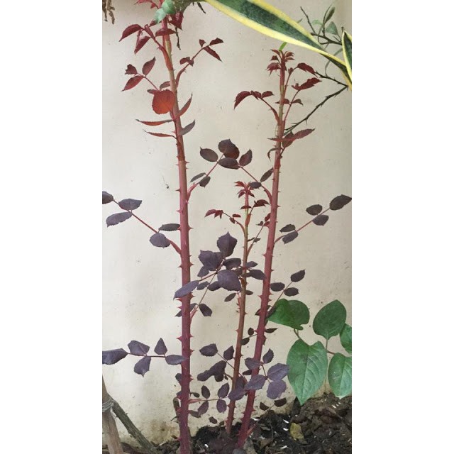[SIEURE] Chế phẩm sinh học công nghệ Nhật Bản P-Gro hàng đẹp, phân phối chuyên nghiệp.