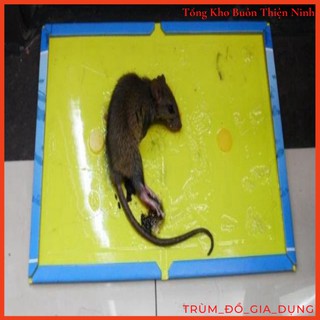 Combo 10 miếng dính chuột cao cấp