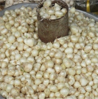 Hành Tăm - (Củ Nén) Nghệ An 100g