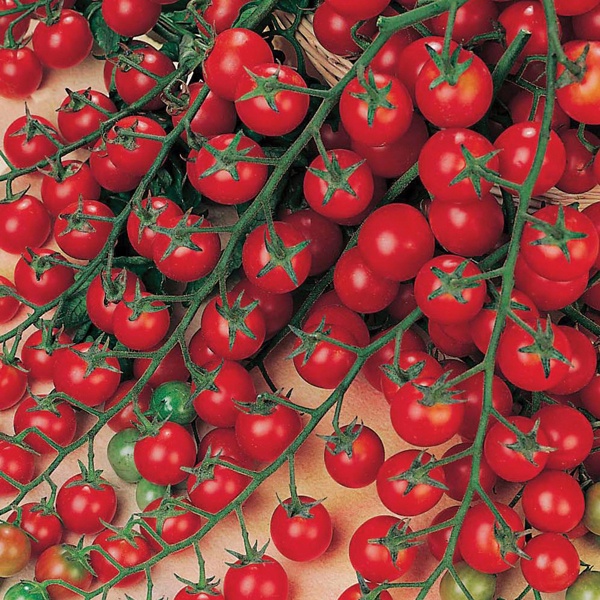 50 Hạt giống Cà chua bi đỏ lai F1 ALPHA Ấn Độ - Cà chua Cherry - Cà chua chuỗi ngọc bổ dưỡng dễ trồng