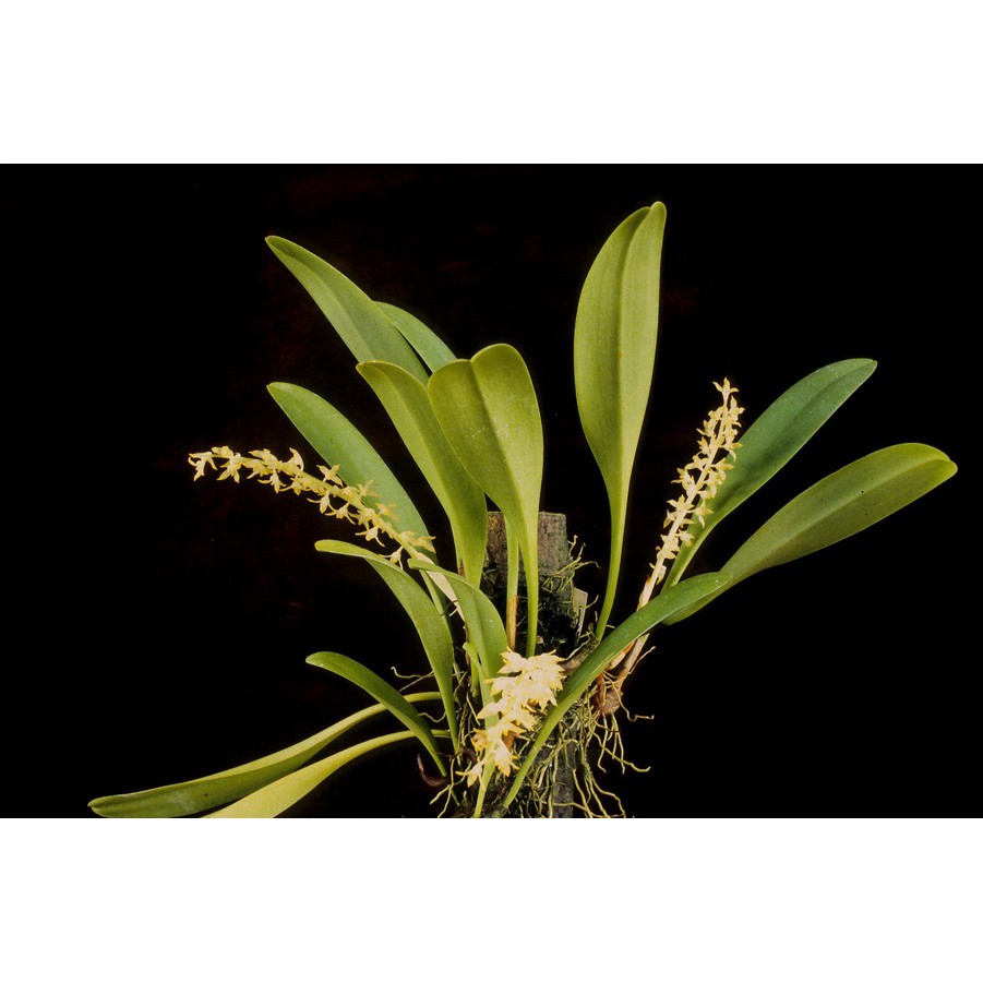 Lan Lọng Củ Lép - Bulbophyllum apodum