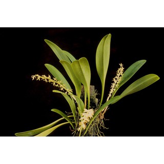 Lan Lọng Củ Lép - Bulbophyllum apodum