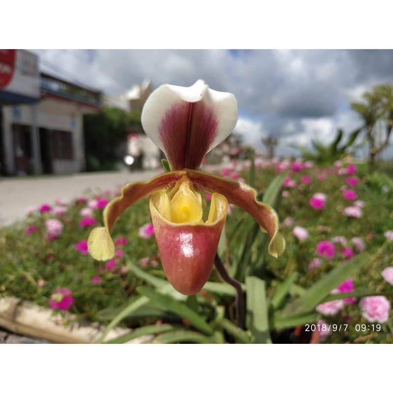 LAN HÀI COCCI ĐANG RA HOA 1 Chậu