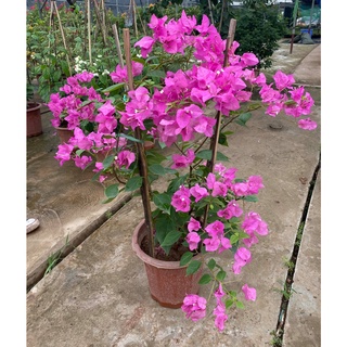Hoa giấy ta màu hồng