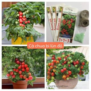 CÀ CHUA BI LÙN ĐỎ