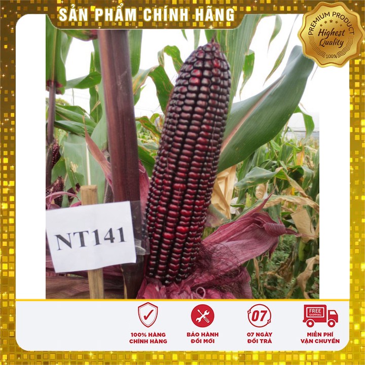 Hạt giống ngô tím F1 chất lượng gieo trồng ngô nếp cẩm gia đình - 10gr