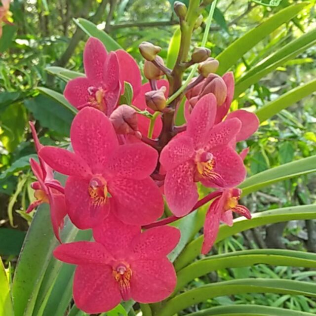 Hoa Cảnh Nhật Long