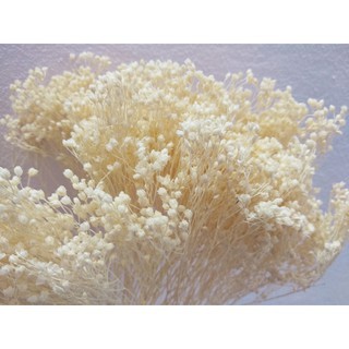 Hoa Khô Baby Bloom Malaysia (Bó 35gram)