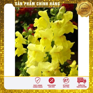 Hạt giống hoa mõm sói vàng hoa mõm sói