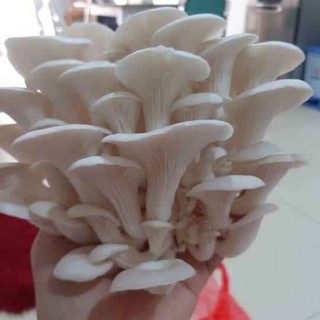 Phôi Nấm Bào Ngư 🍄 cực đễ trồng 🍄 giá gốc tại trại (COMBO 2 PHÔI NẤM)