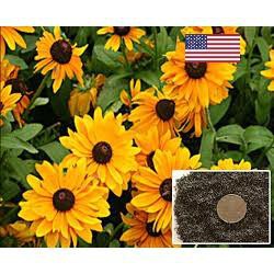 Gói 200 hạt giống hoa cúc tâm đen (susan- rudbeckia) USA