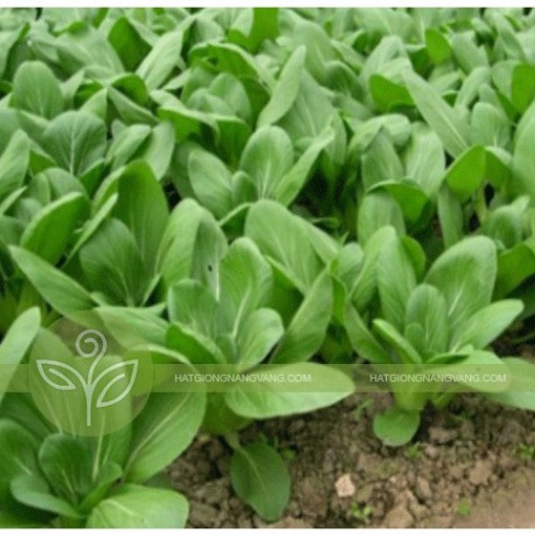 Hạt giống rau cải chíp (tặng kèm phân)