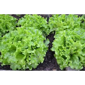 Hạt Giống Xà Lách Xoăn Xanh + Mỡ (2 loại rau) (gói 10 Gram)Chịu nhiệt tốt kháng bệnh cao
