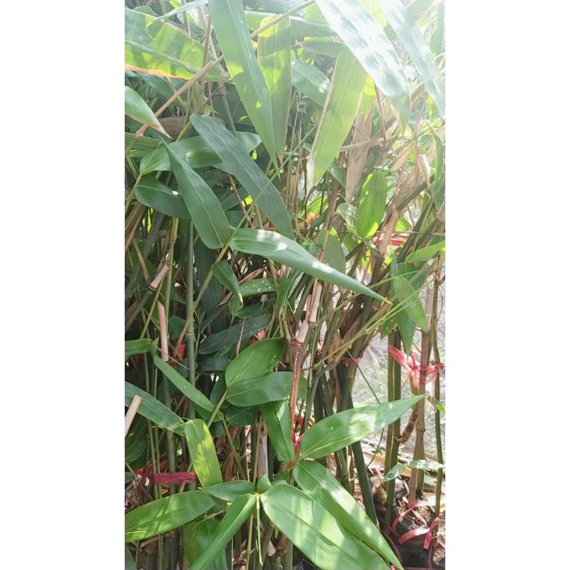 5 CÂY GIỐNG TRE MĂNG ĐIỀN TRÚC