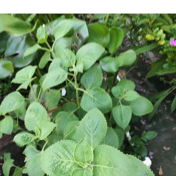 1 chậu Tần dày lá rau thơm