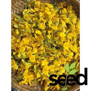 Hạt Giống Hoa Điên Điển (Sesbania sesban) 1Gram